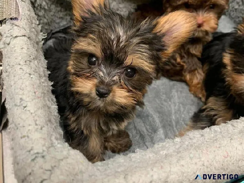 Dog for sell