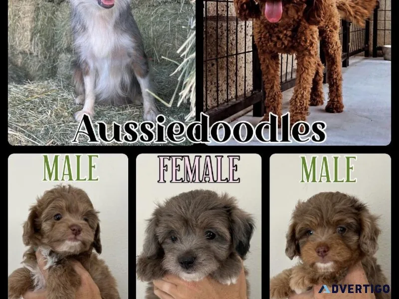 Toy Aussiedoodles
