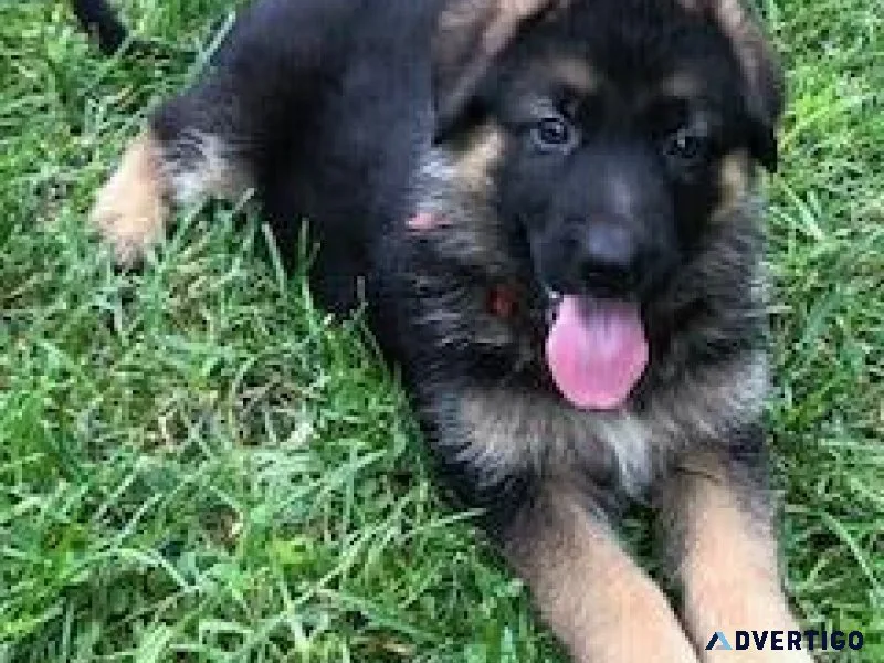 AKC German Shepard puppies