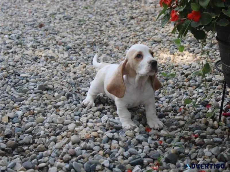 Female basset hound puppy for free adoption