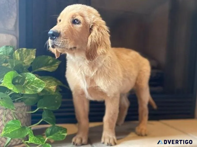 Male and Female Golden Retriever Puppies Available