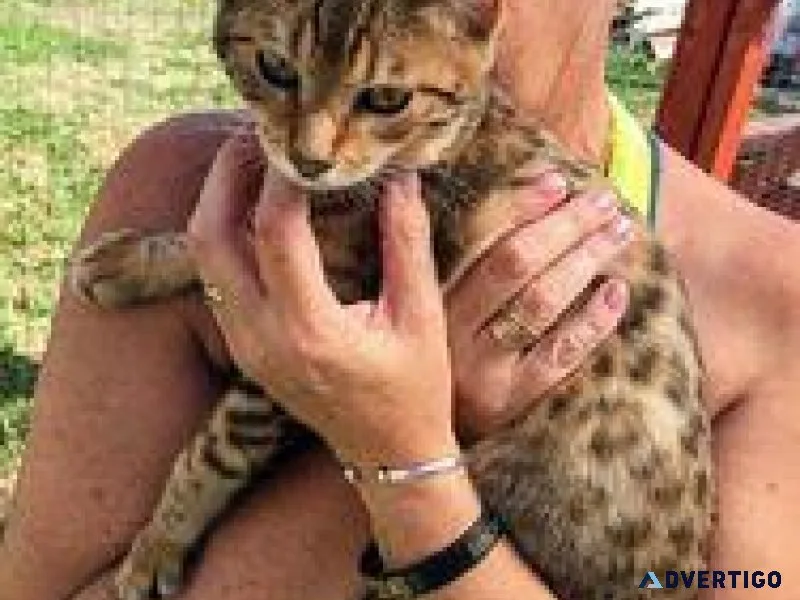 VVF Bengal Kittens Available