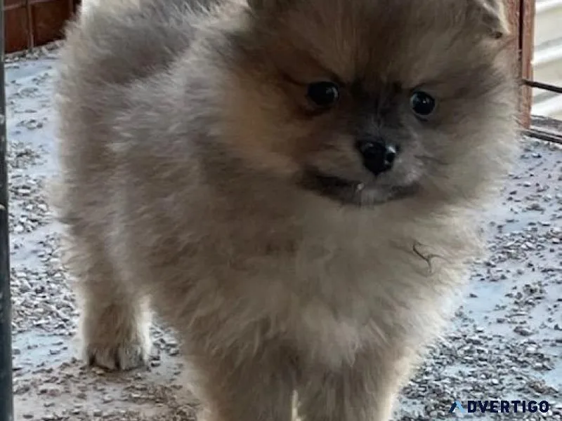Pomeranian pups 10 weeks