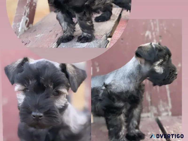Miniature schnauzer