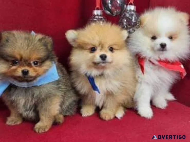 AQWE  cute Pomeranian puppies