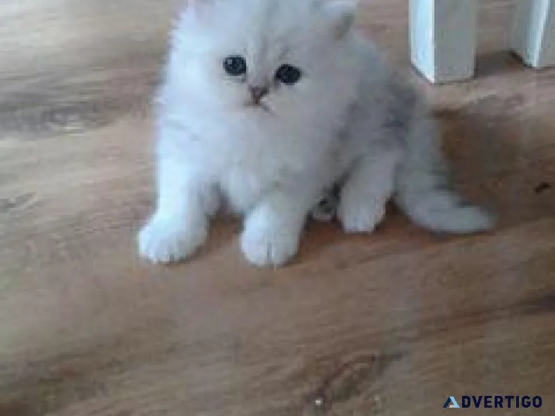 DDS Adorable Persian Kittens