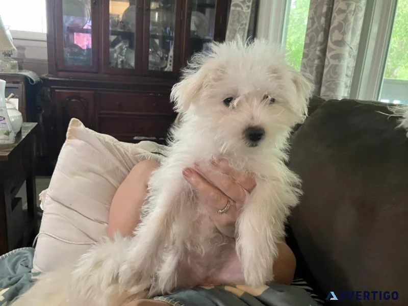 Beautiful Morkies for sale