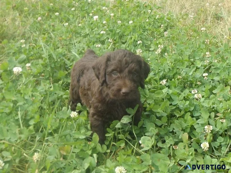 Chocolate Labradoodle puppies