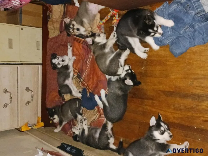Husky German shepherd cross