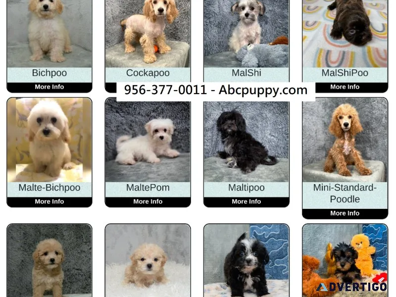 standard Poodles Maltipoos Bichpoos Malshi shihpoo puppies