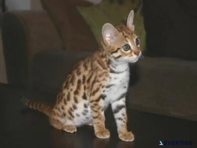 DFDF Savannah Kittens for sale