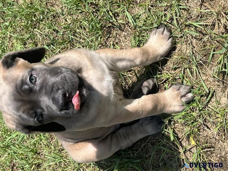 Cane corso puppy