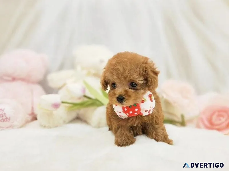 Breed n Breeder is an online pet shop for Poodles in Delhi