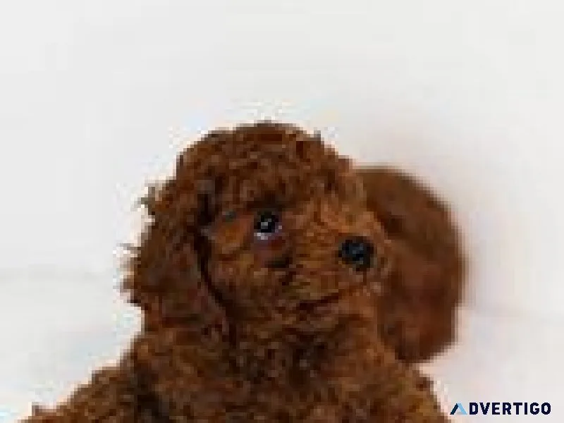 Buy Toy Poodle puppy online in Hyderabad - Breed n Breeder