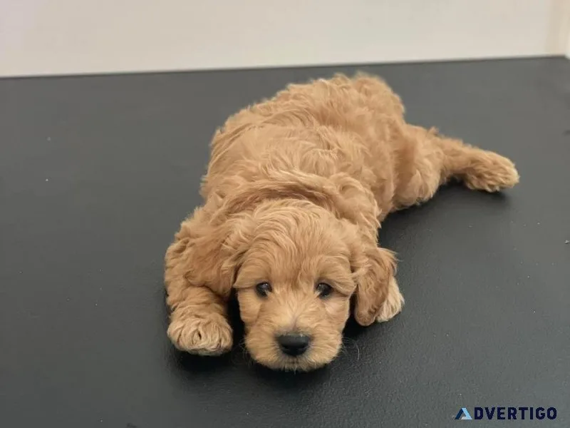 Mini golden doodle