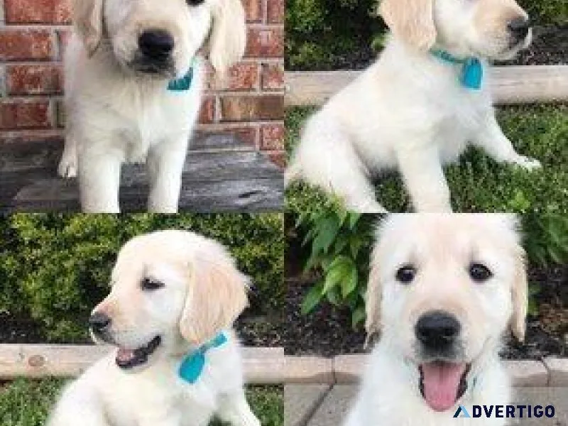 Tennessee Golden Retrievers Puppies Your Source of Love and Joy.