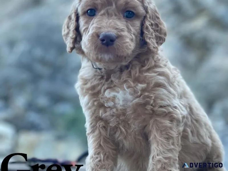Goldendoodle
