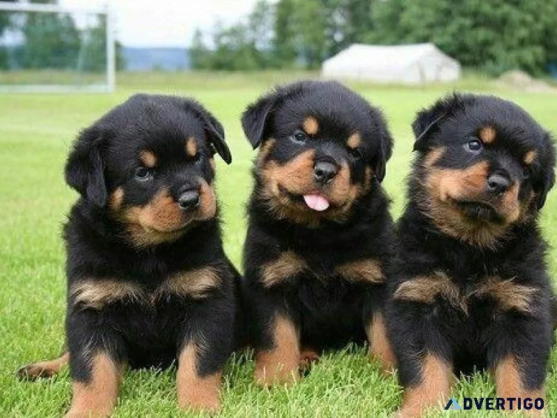 Rottweilers puppies need forever homes