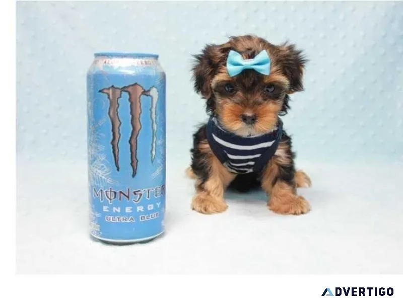 Absolutely AKC Stunning Pedigree yorkie puppies