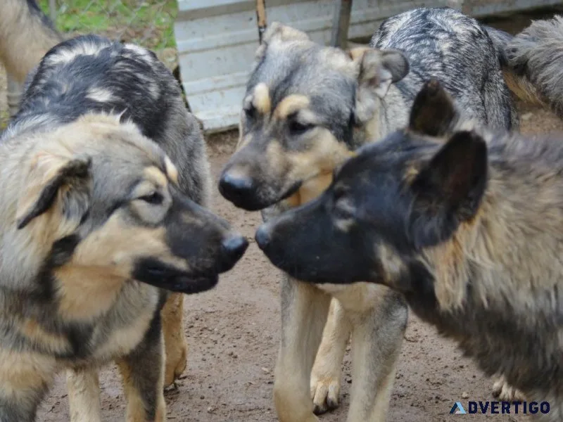 German Shepherd Mix