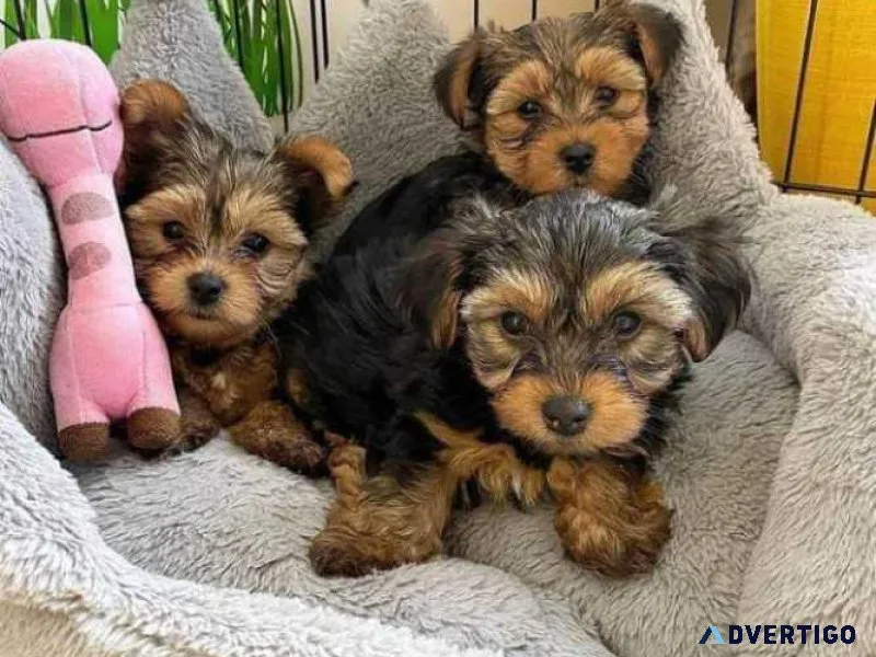 Yorkie Puppies Available for Rehoming