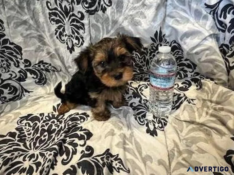 Yorkshire Terrier Pups