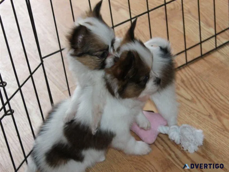 AKC Papillon puppies available.