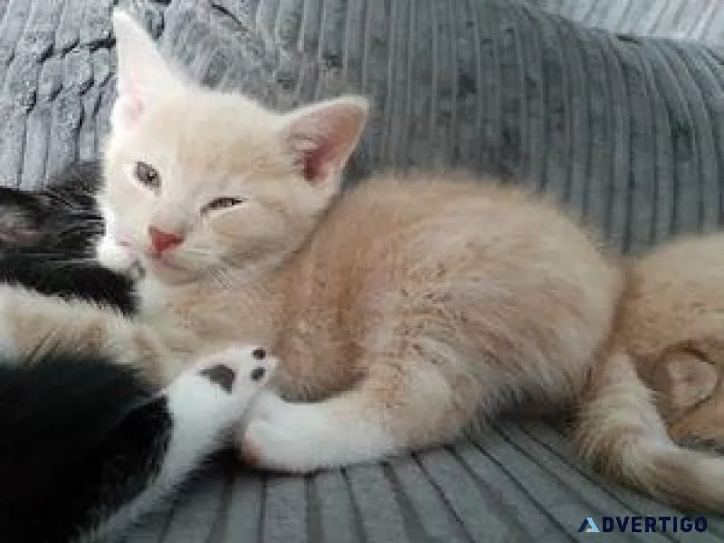 FGWE Russian Blue for rehoming