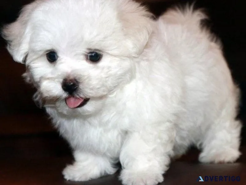 Fluffy Mal-chon puppies