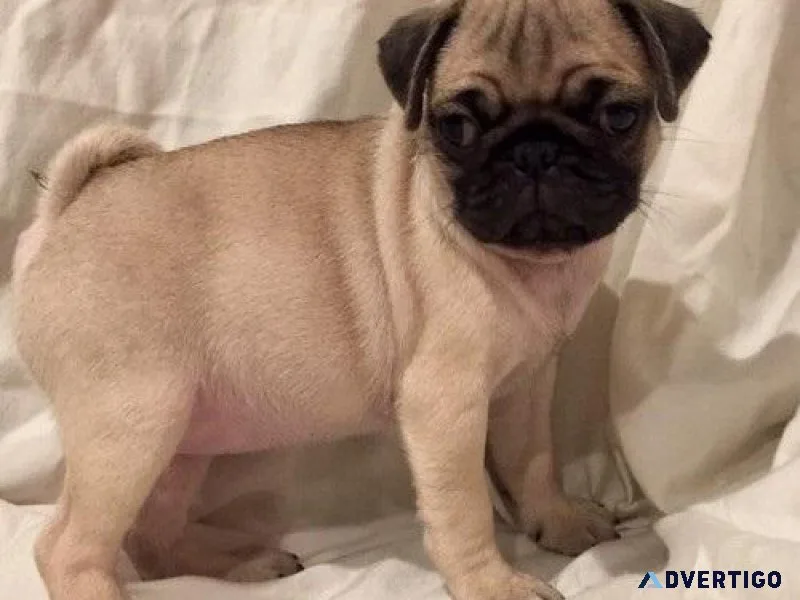 Adorable Pug puppies ready to go now.