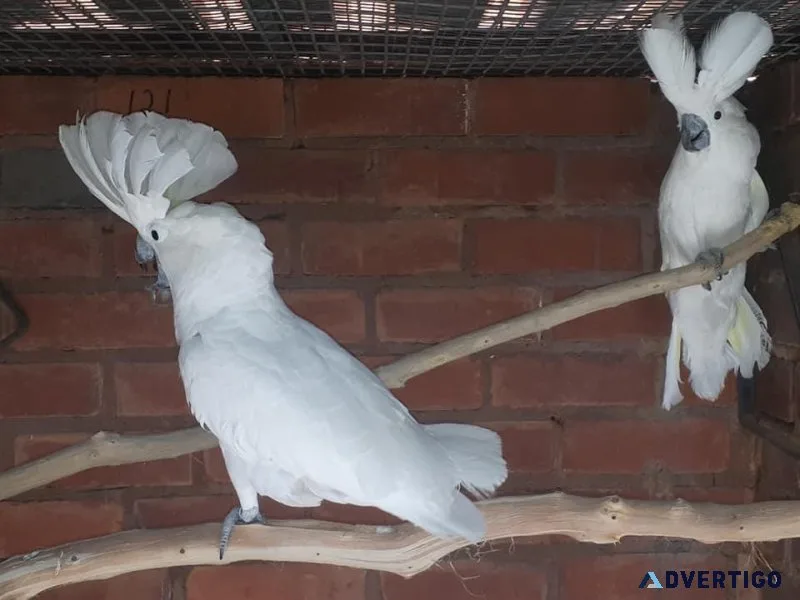 Umbrella Cockatoo birds for sale