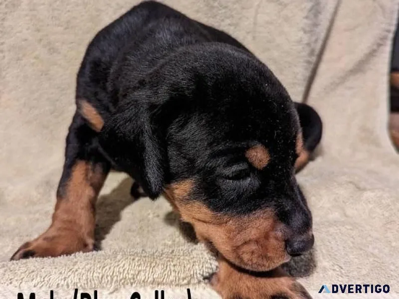 Doberman Pinscher puppies