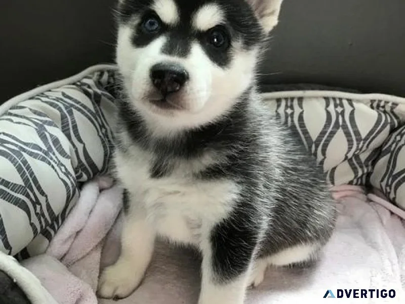 Alaskan Klee Kai Puppies
