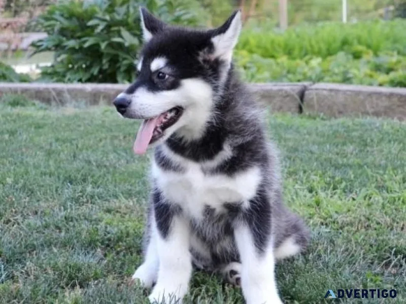 Male and female Alaskan Malamute puppies