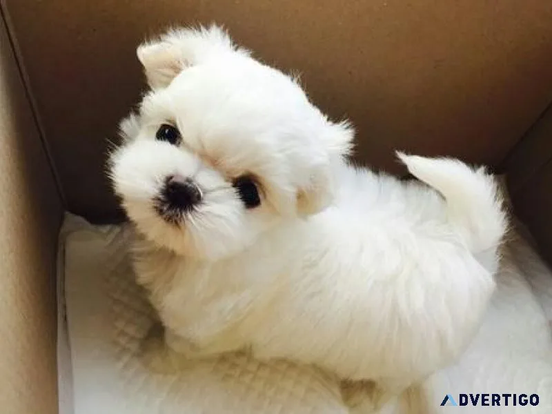 Gorgeous Teacup Maltese Puppies For Sale