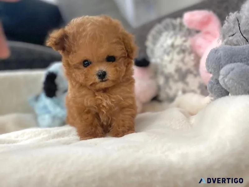 Brown color poodle puppies for sale in Mumbai - Breed n Breeder