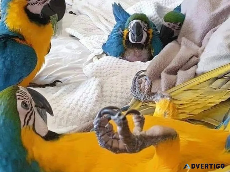 Super sweet Blue and Yellow Macaws for sale