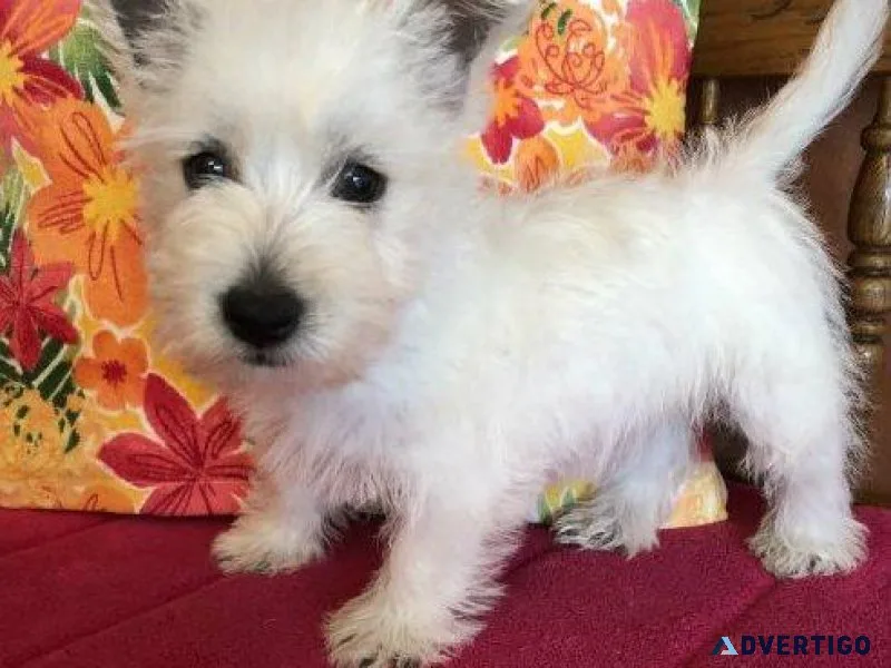 AKC reg. West Highland White Terrier Puppies for sale.