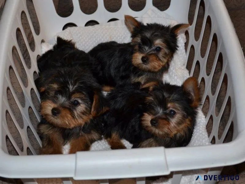 AKC reg. Teacup Yorkie