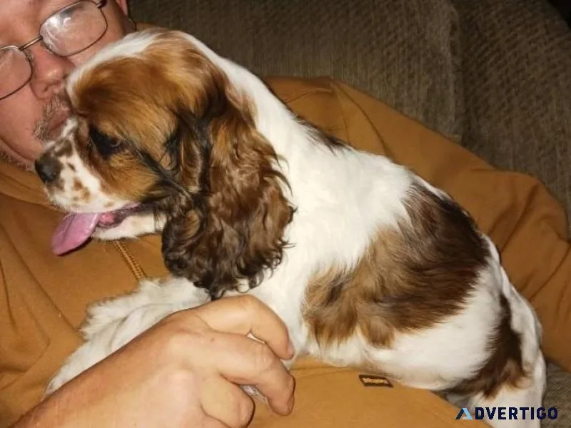 Cocker Spaniel puppies