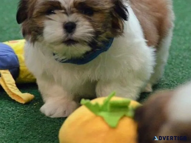 Top home raised Shih Tzu Puppies.