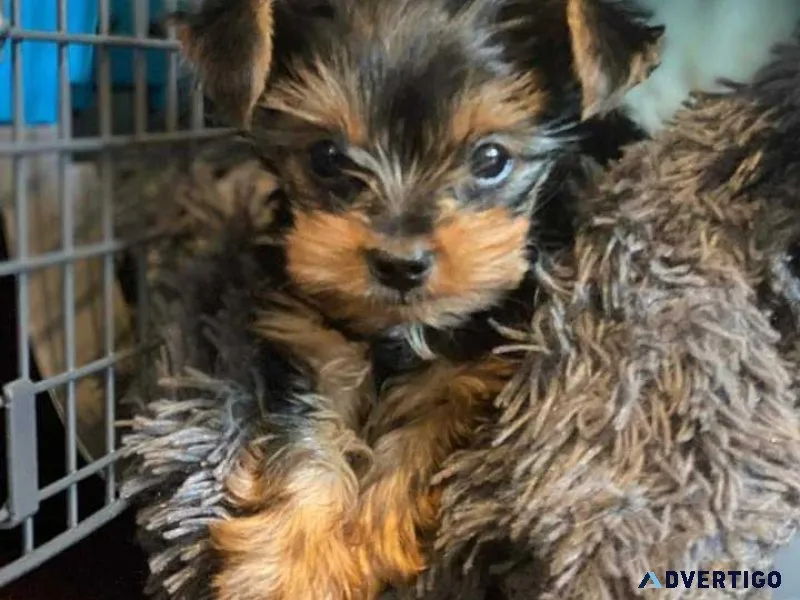 Responsible Yorkie Yorkshire Terrier Puppies