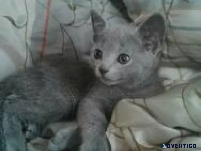 HHFJF Russian blue kittens