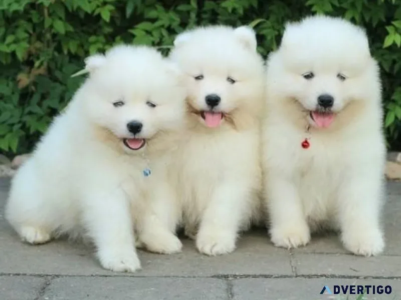 Cute Samoyed puppies.