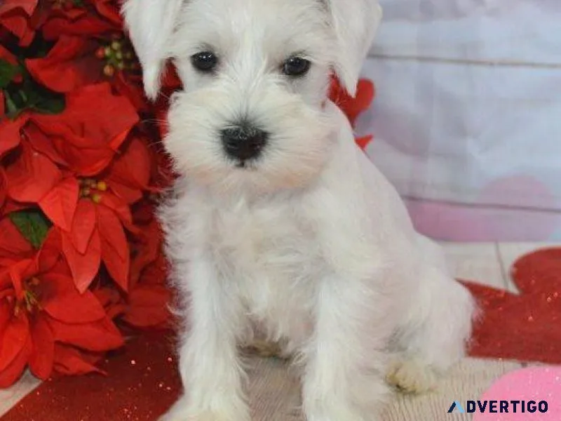 Sweet Miniature Schnauzer puppies available.