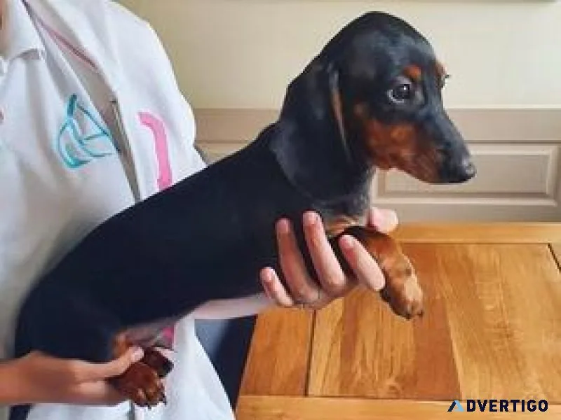 Well Socialized Dachshund Puppies For Sale.