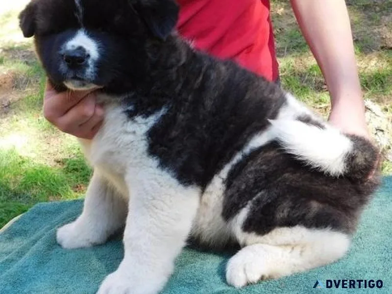Healthy Akita puppies for sale.