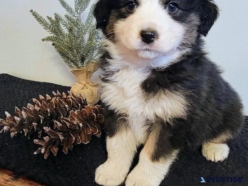 Australian Shepherd Puppies