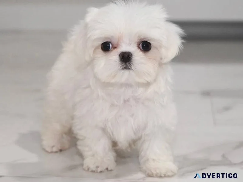 Maltese Puppies