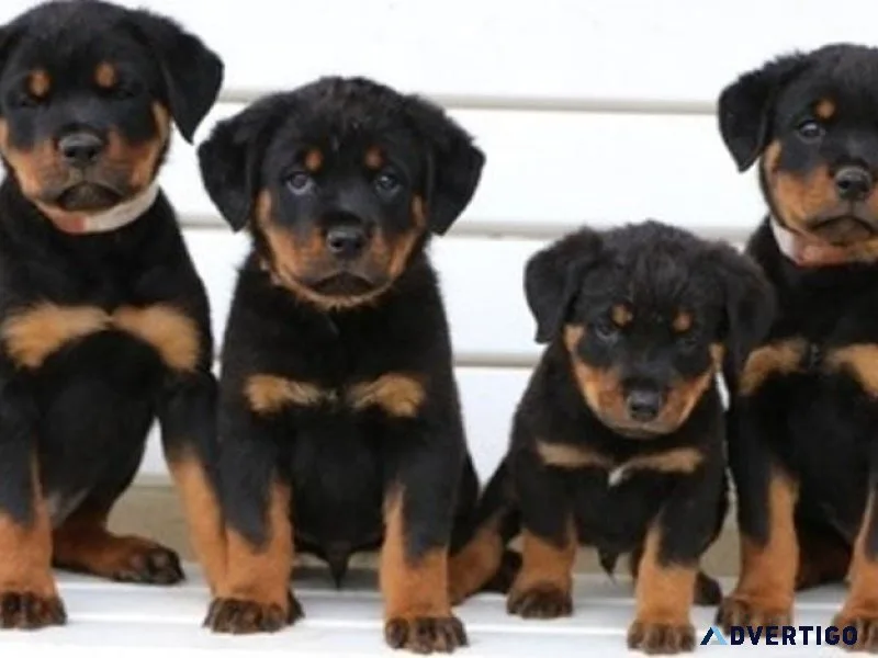 Potty Trained Rottweiler Puppies.